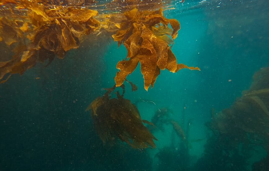Kelp's Role in Coastal Protection