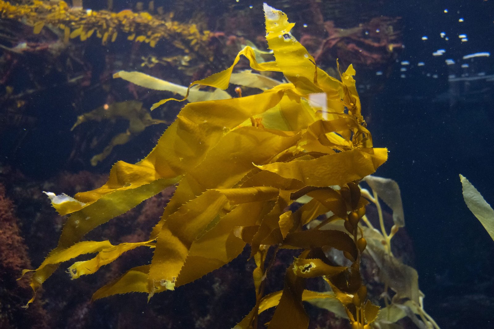 A Breathing Giant: Photosynthesis and Carbon Sequestration (image credits: wikimedia)