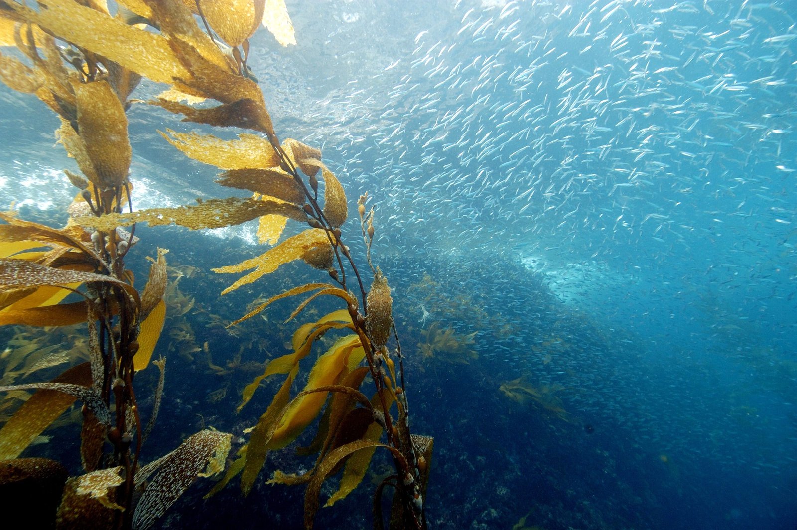 Threats to Kelp Forests (image credits: wikimedia)