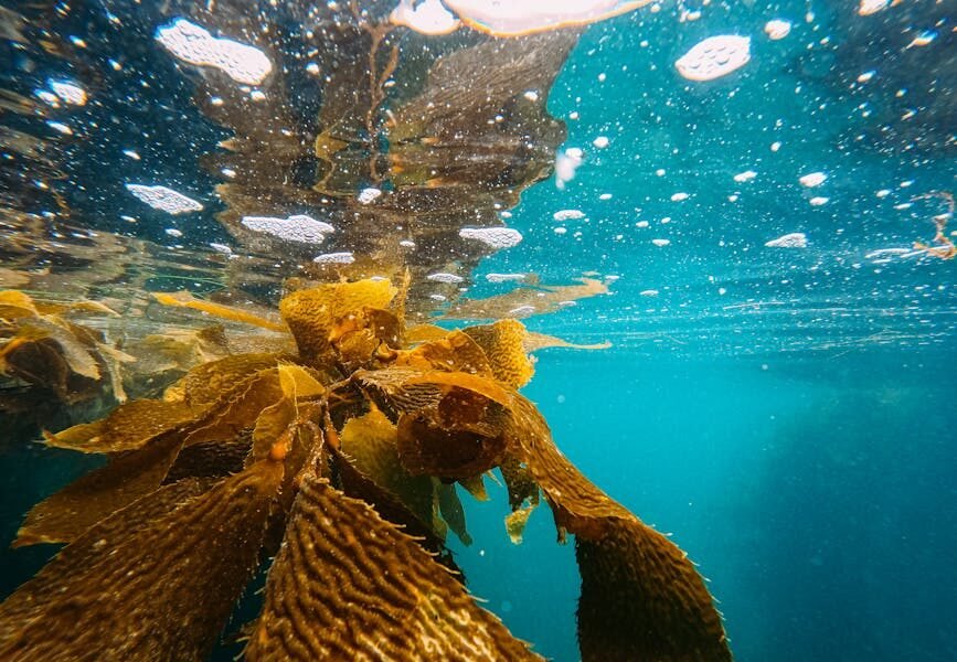 Conservation Efforts and Restoration Projects