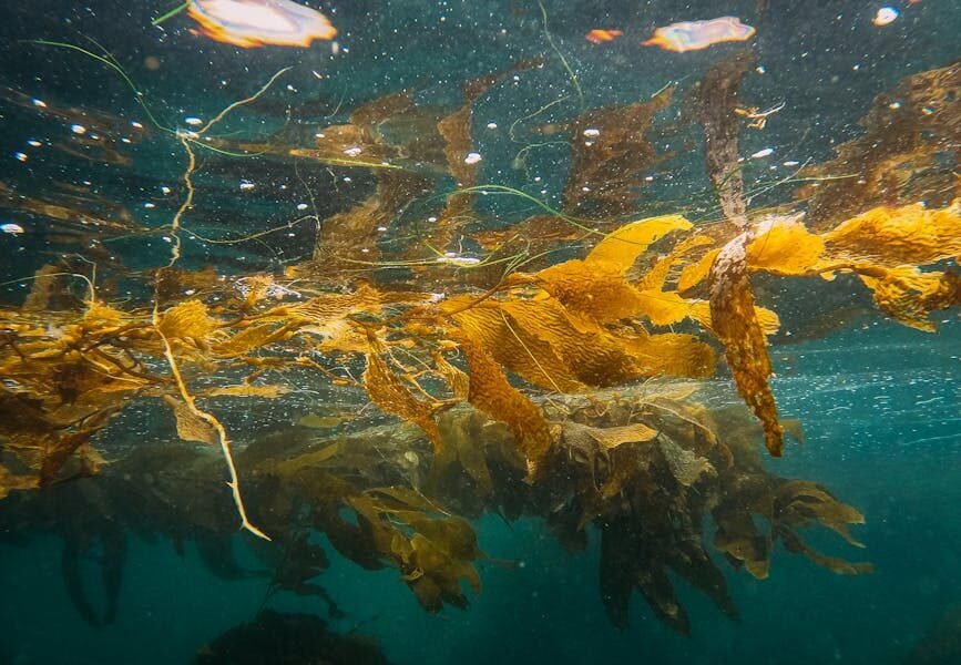 The Economic Value of Kelp Forests