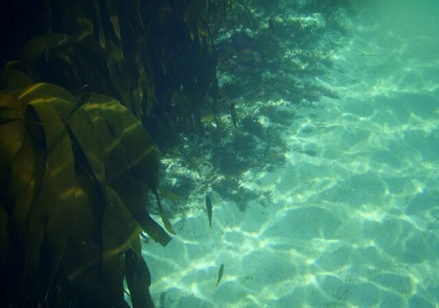 The Future of Kelp Forests in a Changing World