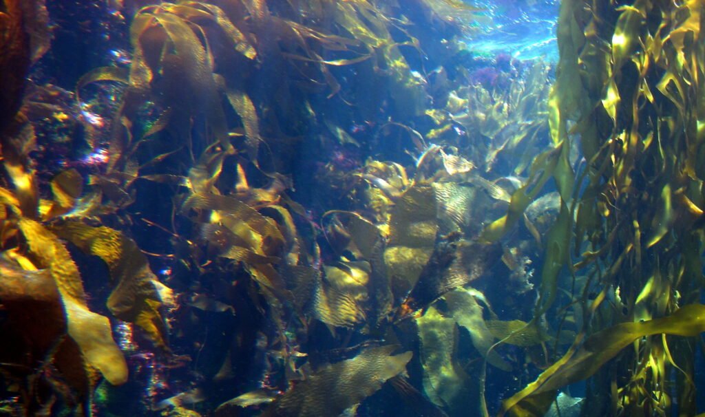 The Floating Forests of the Ocean: How Giant Kelp Supports Entire Ecosystems