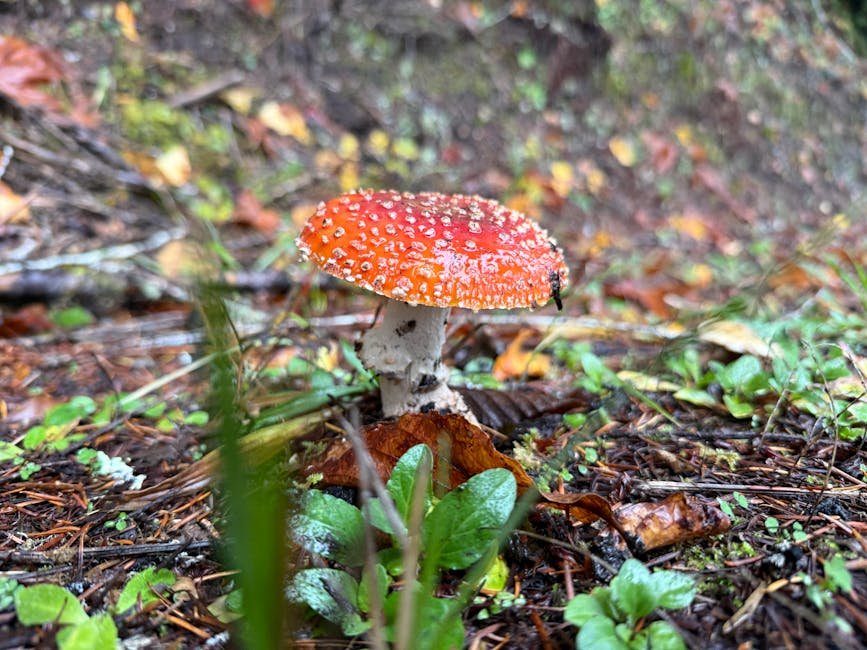 Real-World Examples of Mycoremediation (image credits: pexels)