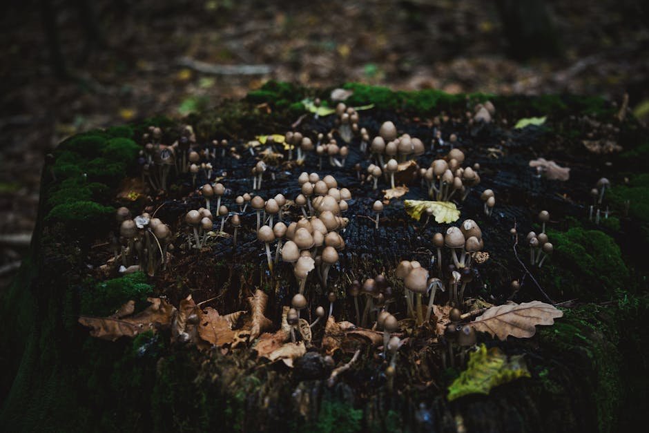 The Environmental Benefits of Mycoremediation (image credits: pexels)