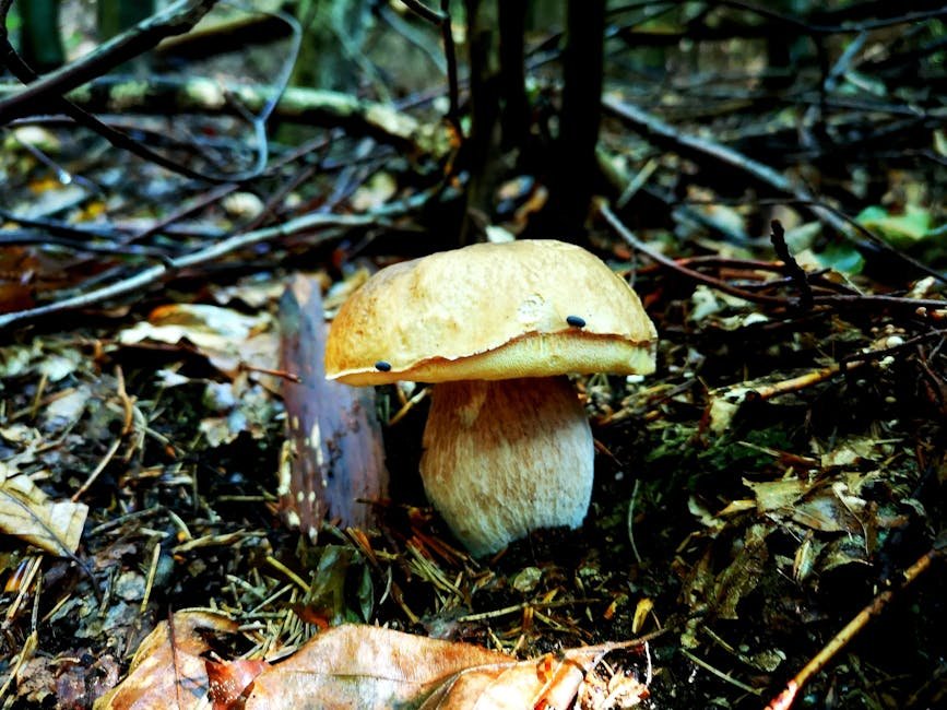 Challenges and Limitations of Using Mushrooms (image credits: pexels)