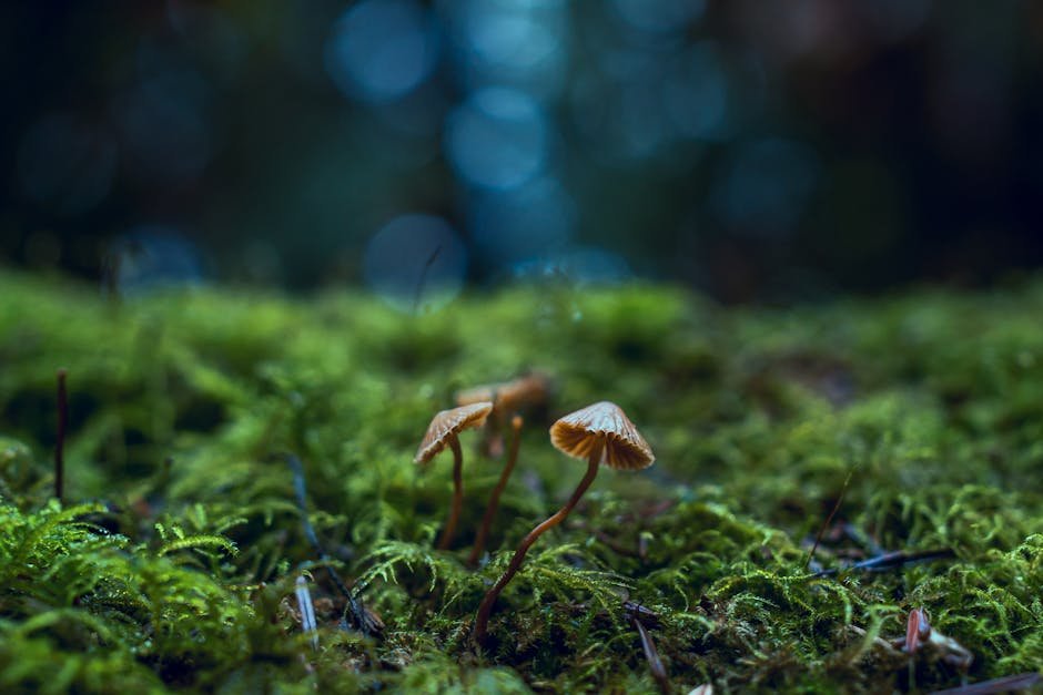 Innovations and Future Potential in Mycoremediation (image credits: pexels)