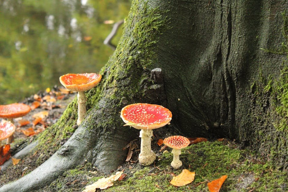 Why Mushrooms Matter in the Fight Against Pollution (image credits: pexels)