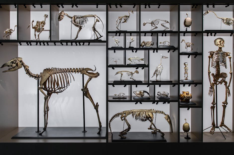 The Art of Paleontology: A Brief Overview (image credits: pexels)