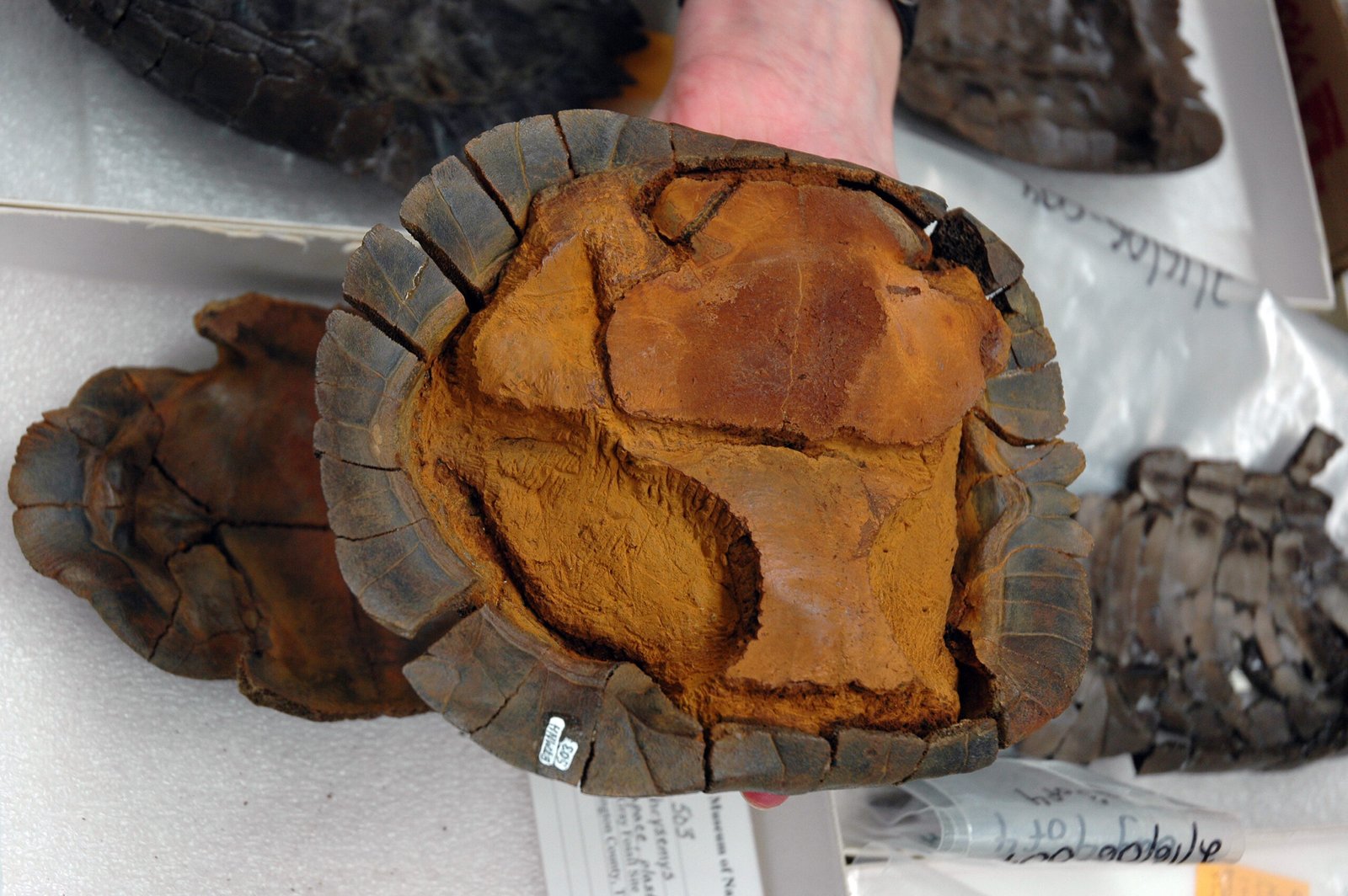 Comparative Anatomy: The Key to Identification (image credits: wikimedia)