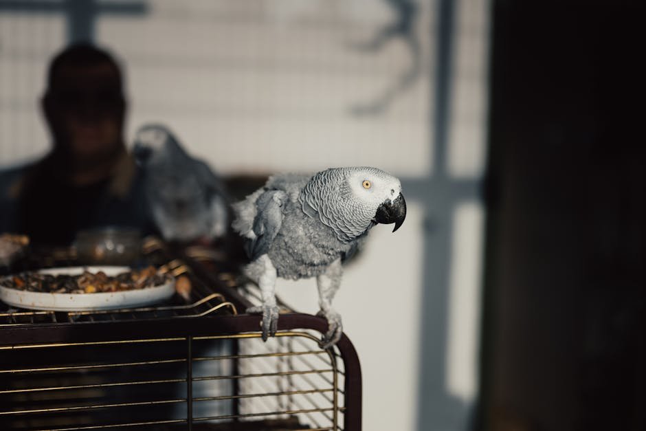 Lessons from the Parrot's Success (image credits: pexels)
