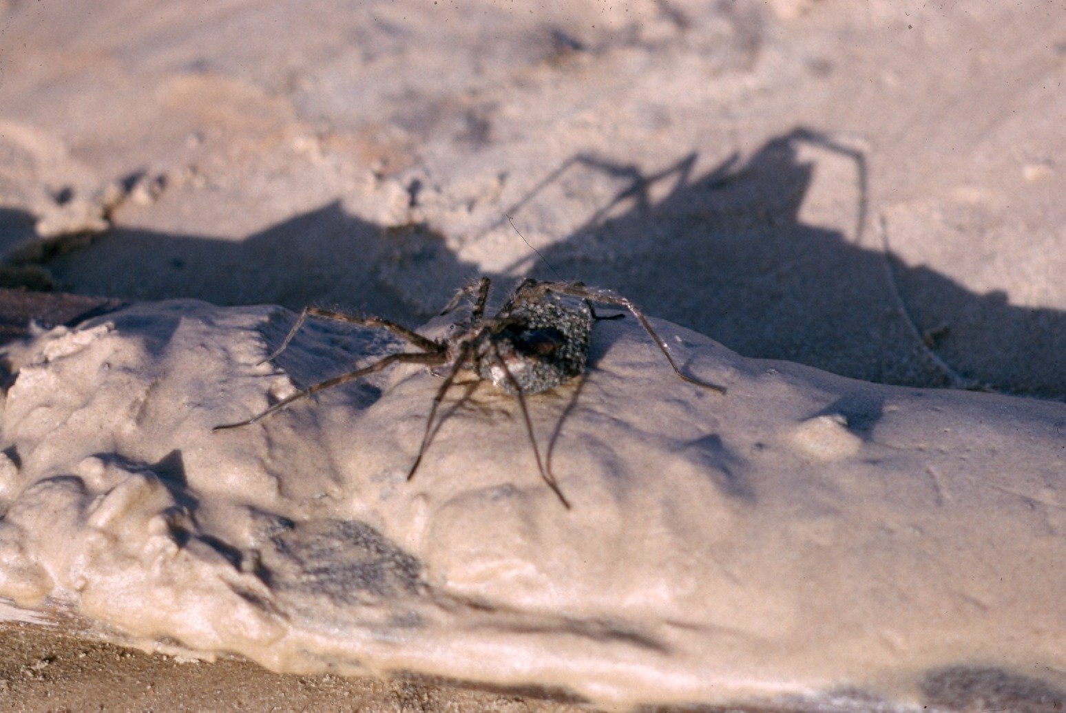 Nature's Pest Control (image credits: wikimedia)