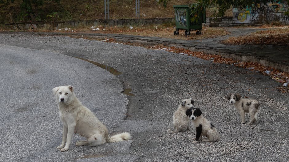 The Selection Process (image credits: pexels)