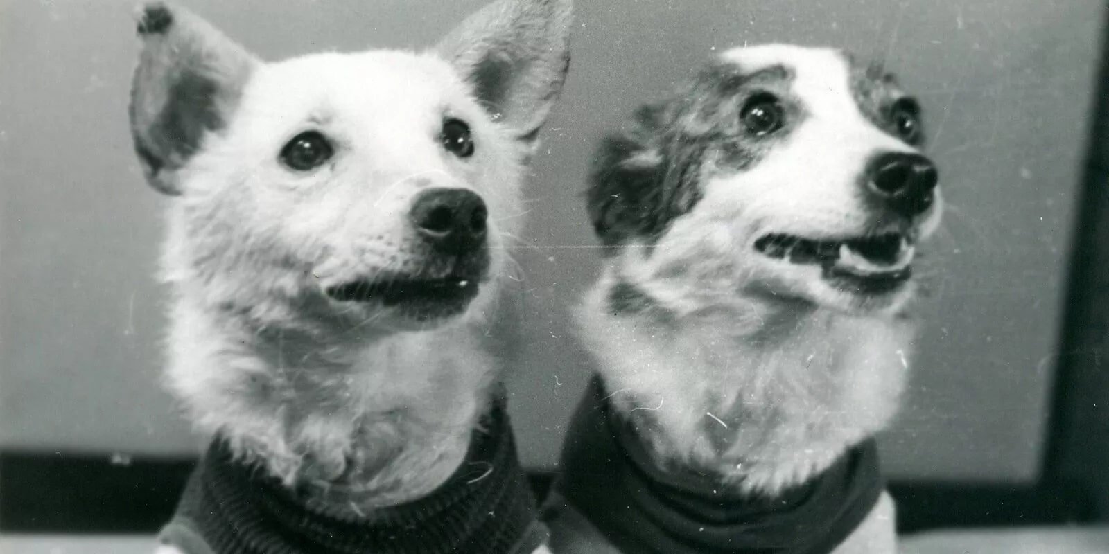 Other Canine Cosmonauts (image credits: wikimedia)