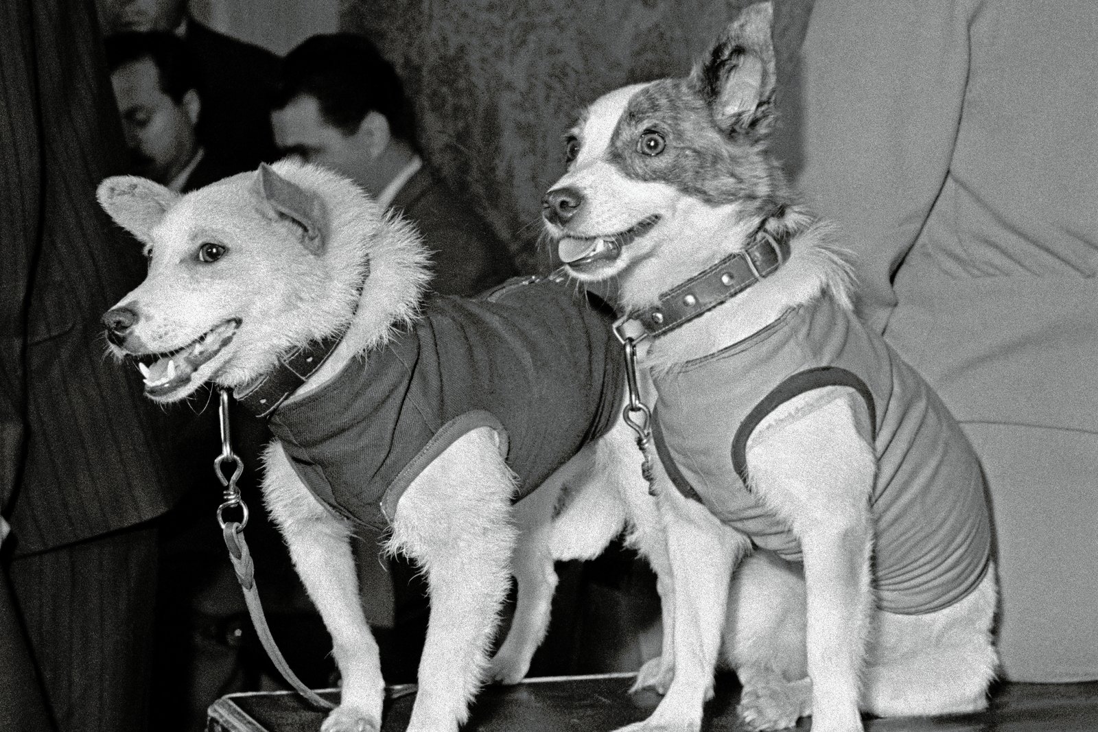 The Scientific Legacy of the Space Dogs (image credits: wikimedia)