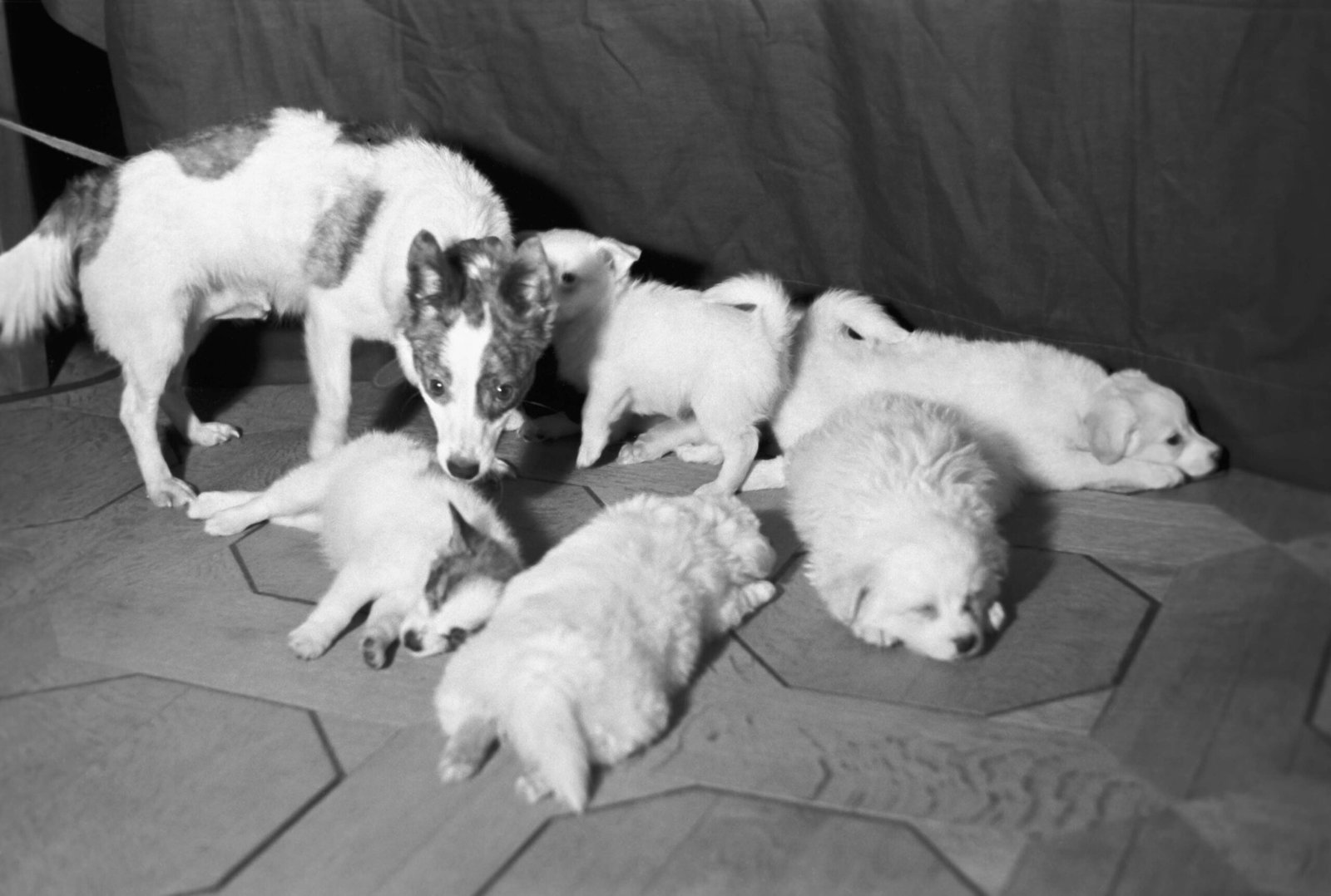 The Enduring Impact on Space Exploration (image credits: wikimedia)