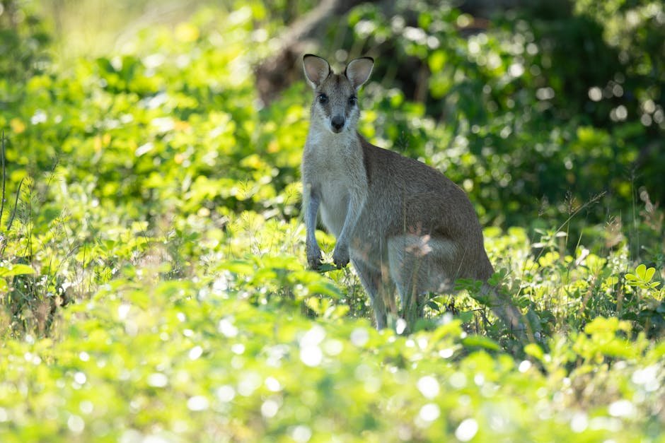 Conservation Efforts: Protecting a National Icon (image credits: pexels)