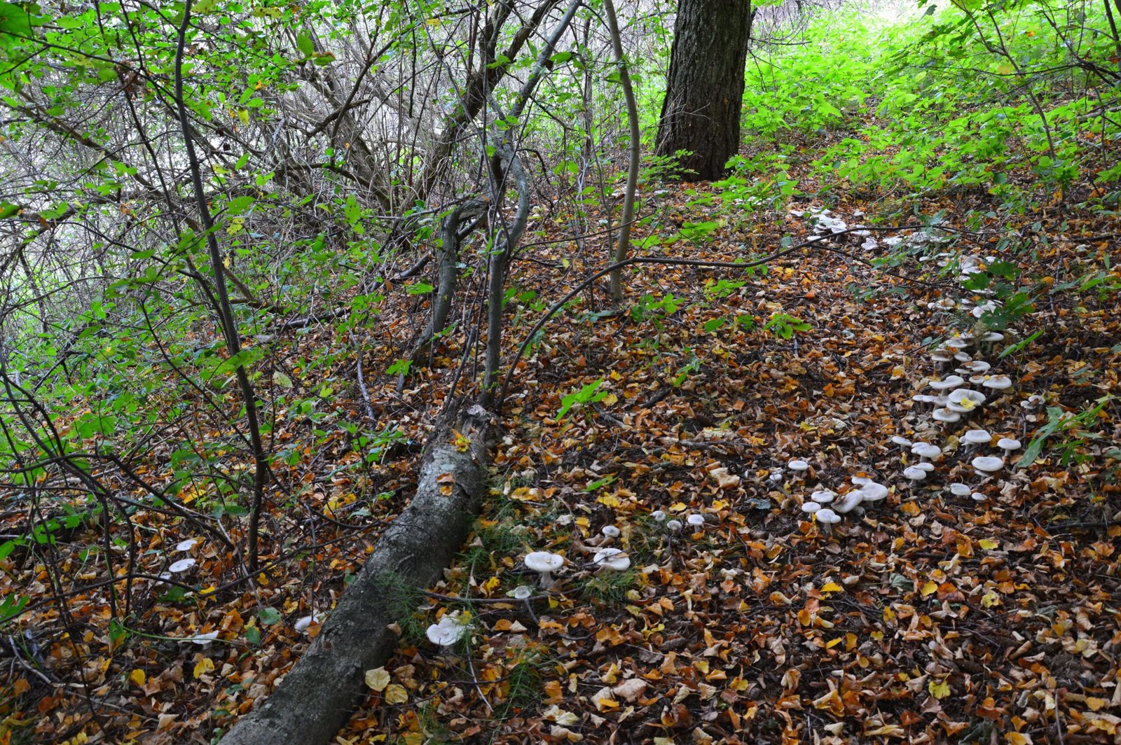 Theories Behind the Formation of Fairy Circles (image credits: wikimedia)