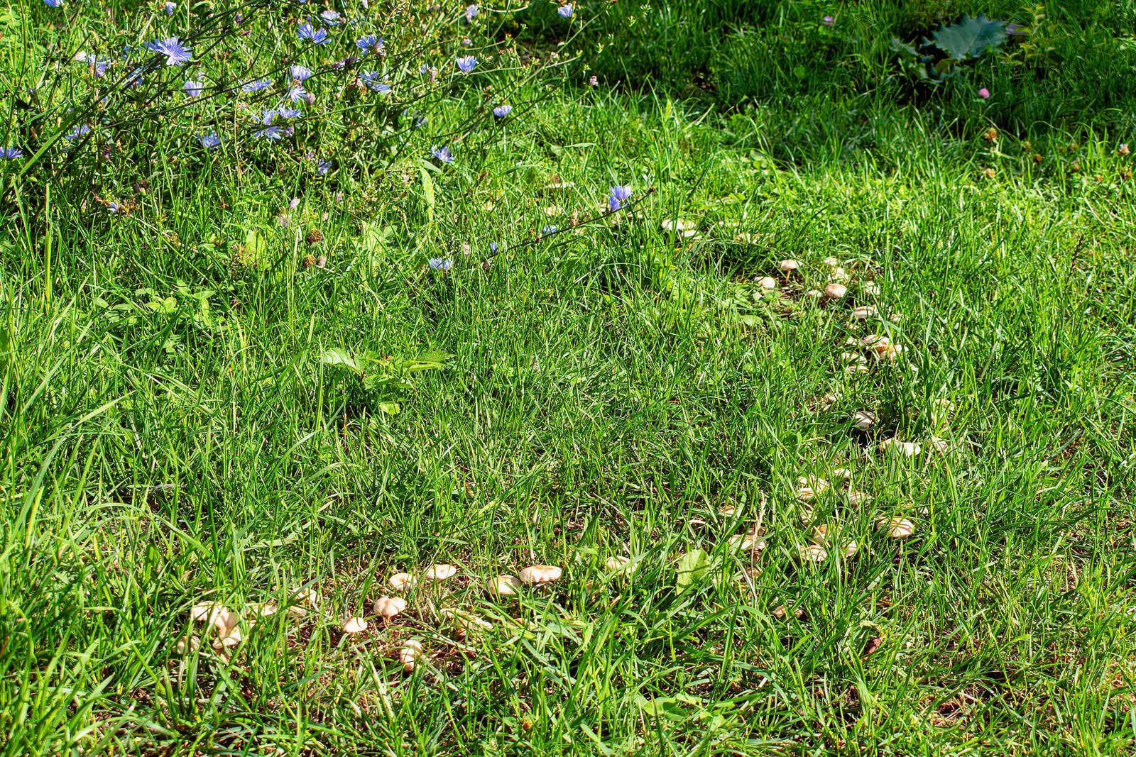 The Plant Competition Hypothesis (image credits: wikimedia)