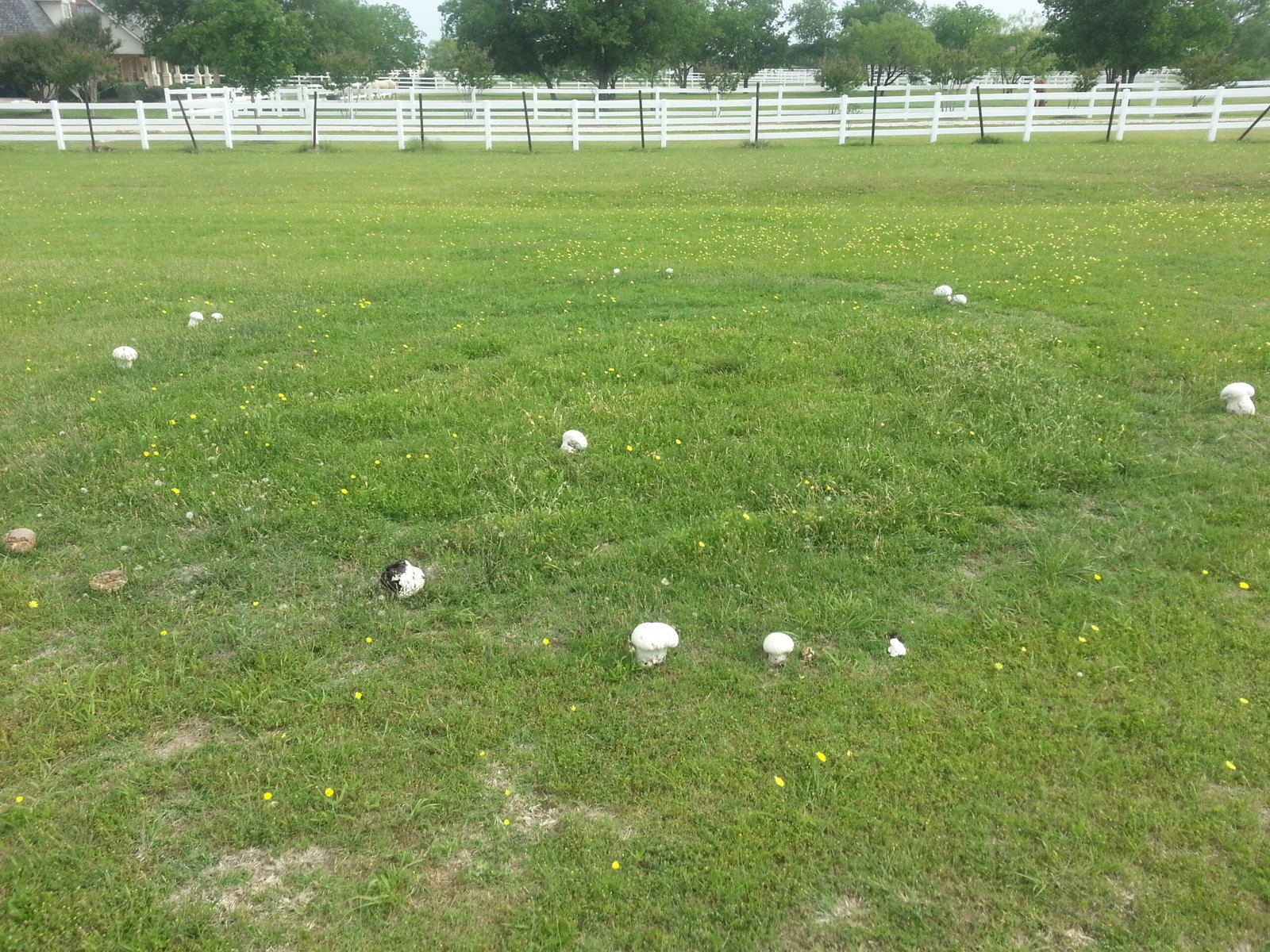 Fairy Circles in Australia (image credits: wikimedia)