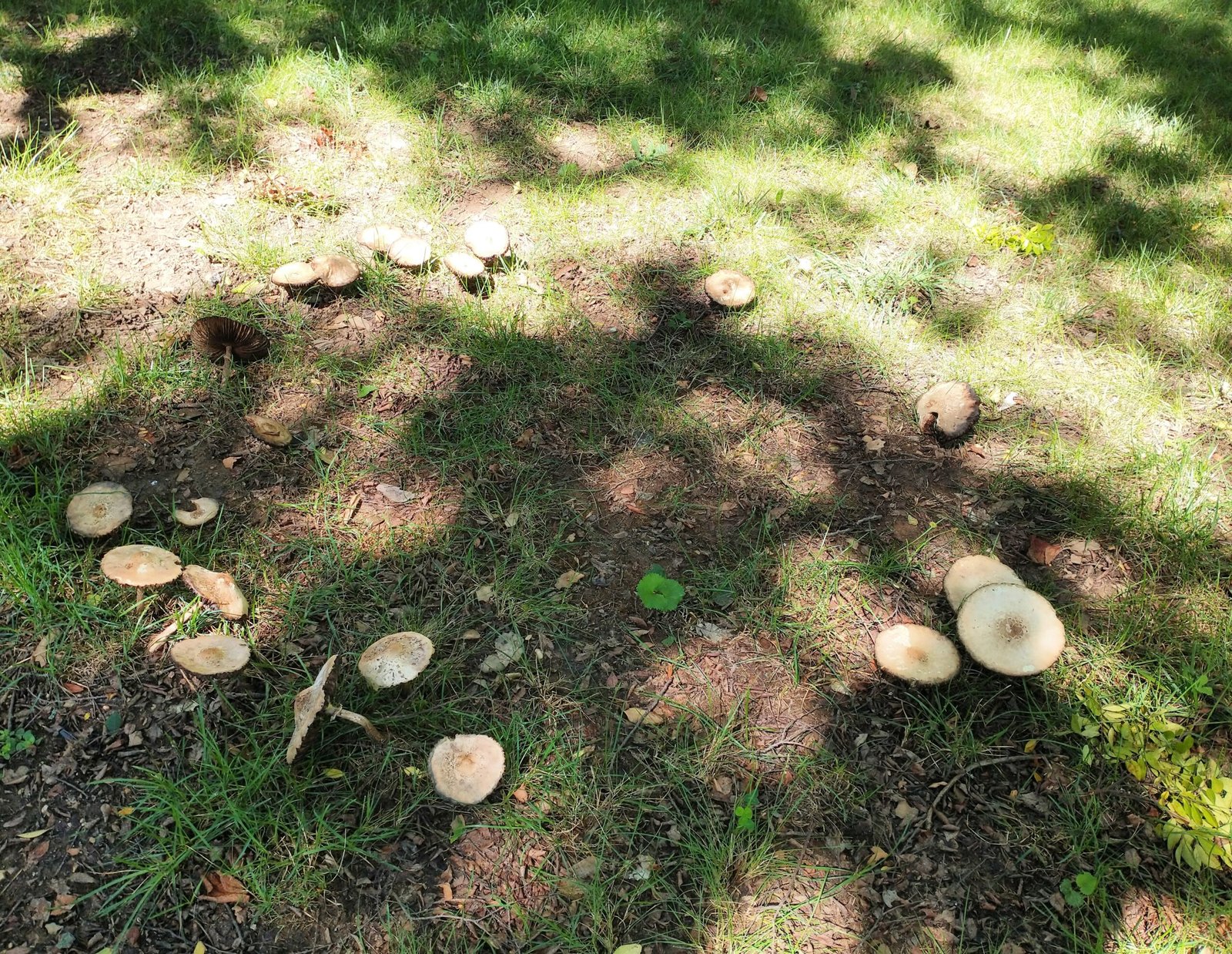 The Future of Fairy Circle Research (image credits: wikimedia)