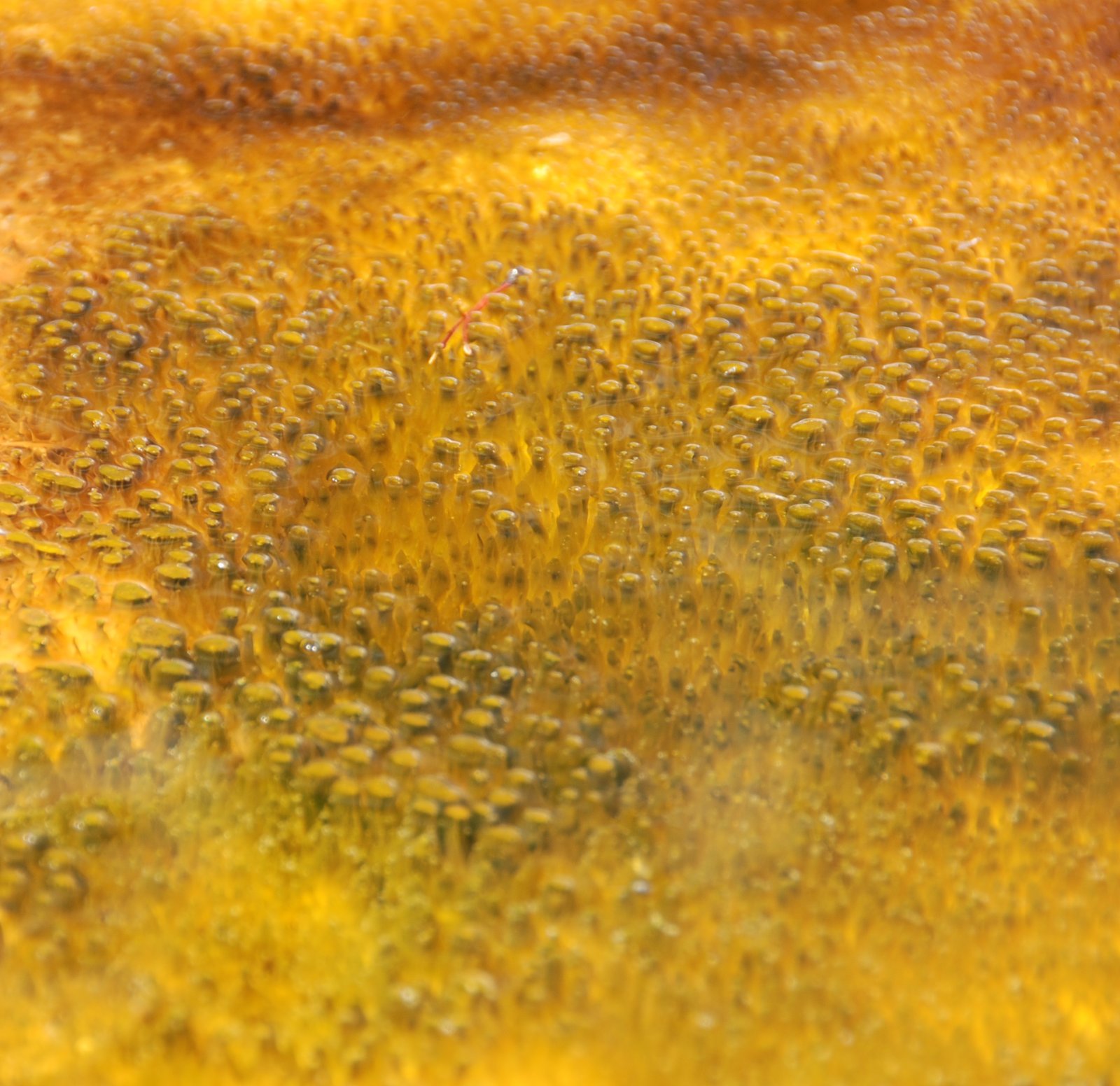 Microbial Mats: Ancient Electrical Networks (image credits: wikimedia)