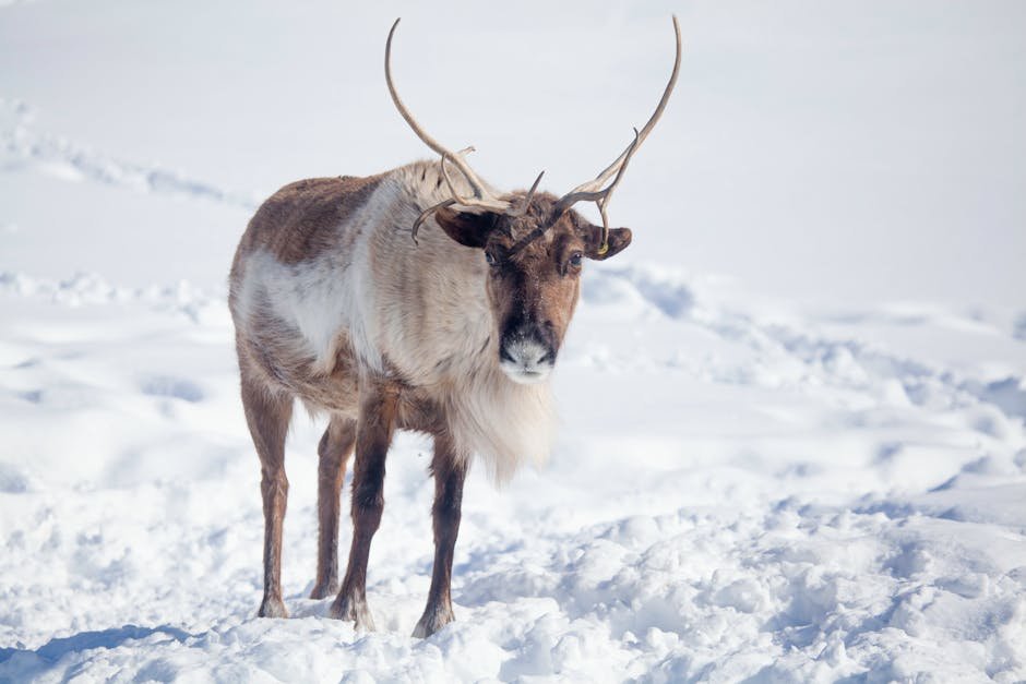 The Marvel of Cryoprotection (image credits: pexels)