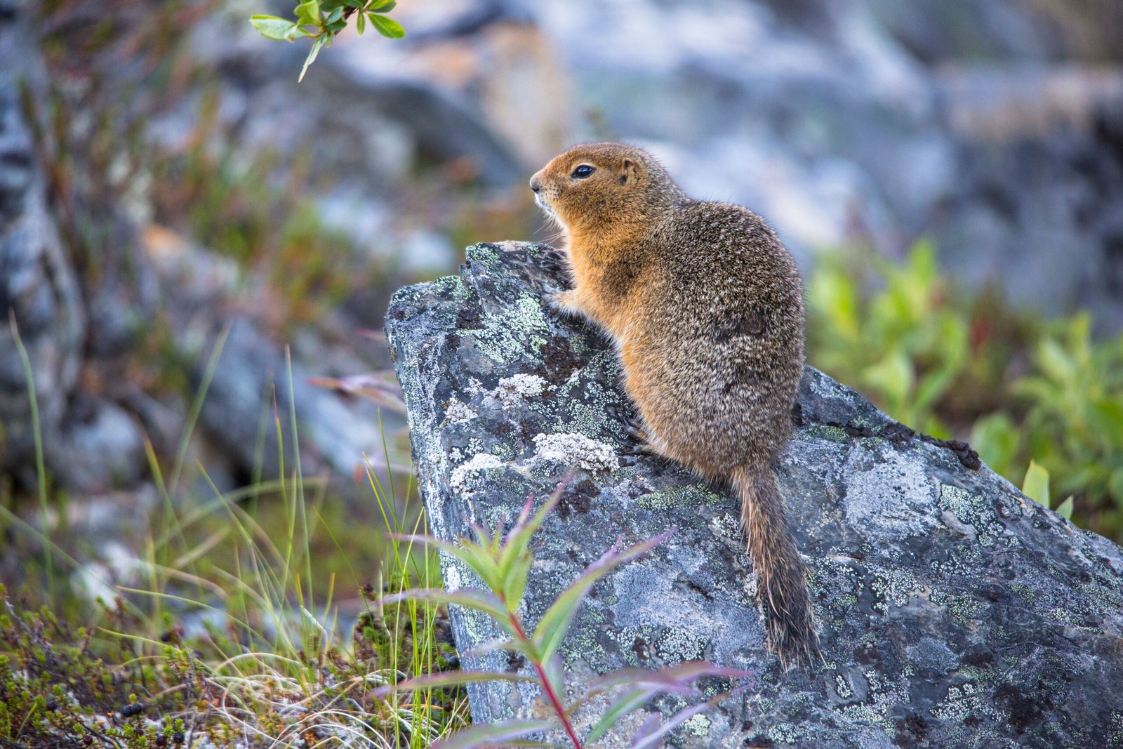 Arctic Ground Squirrels: Hibernation on Ice (image credits: wikimedia)