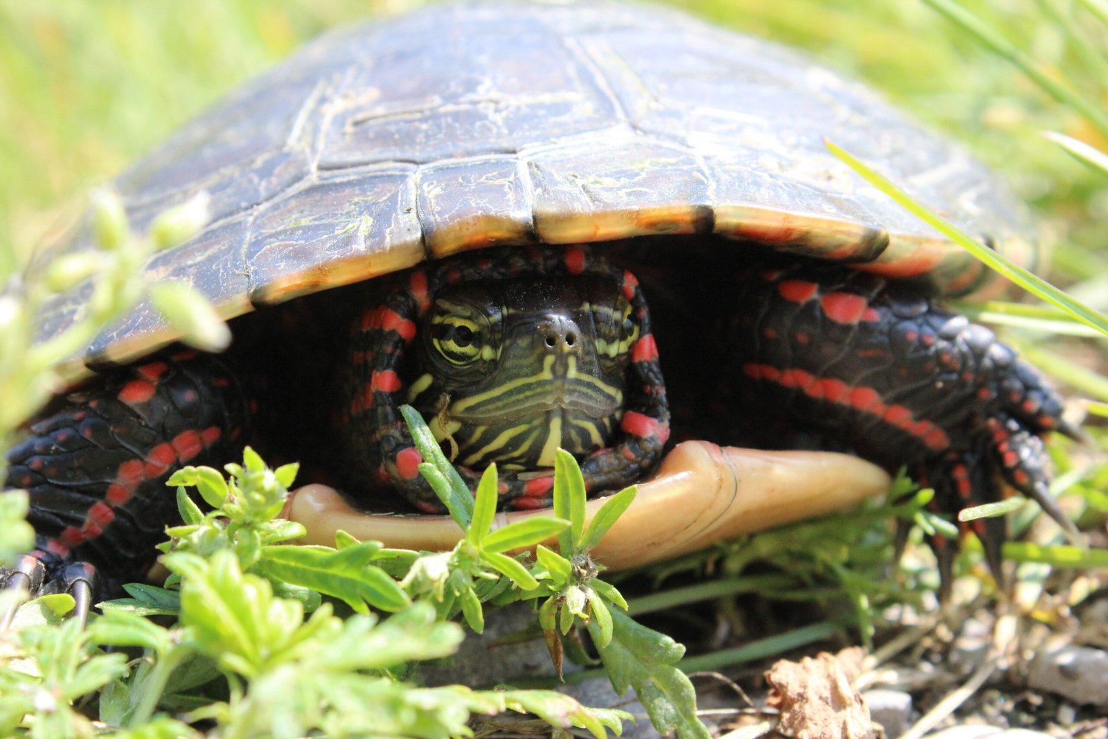 Painted Turtles: A Frozen Nursery (image credits: wikimedia)