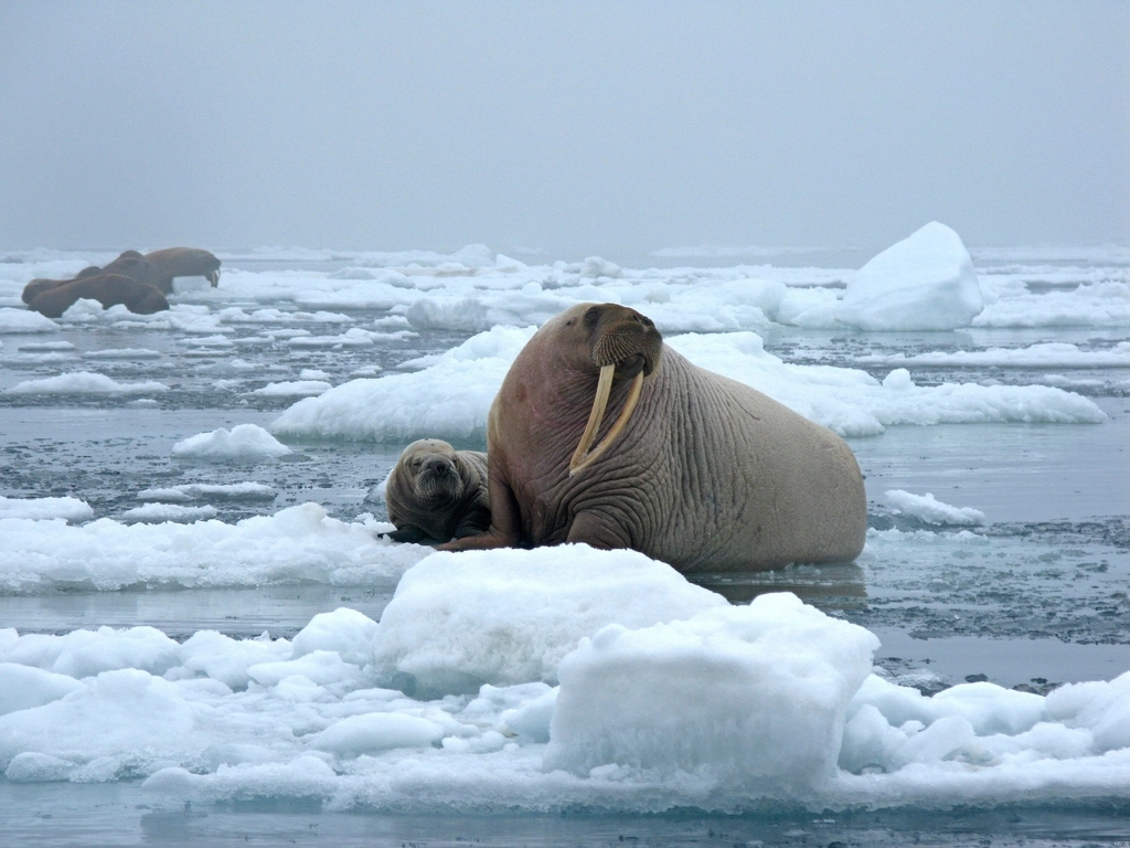 The Future of Freeze Tolerance Research (image credits: rawpixel)