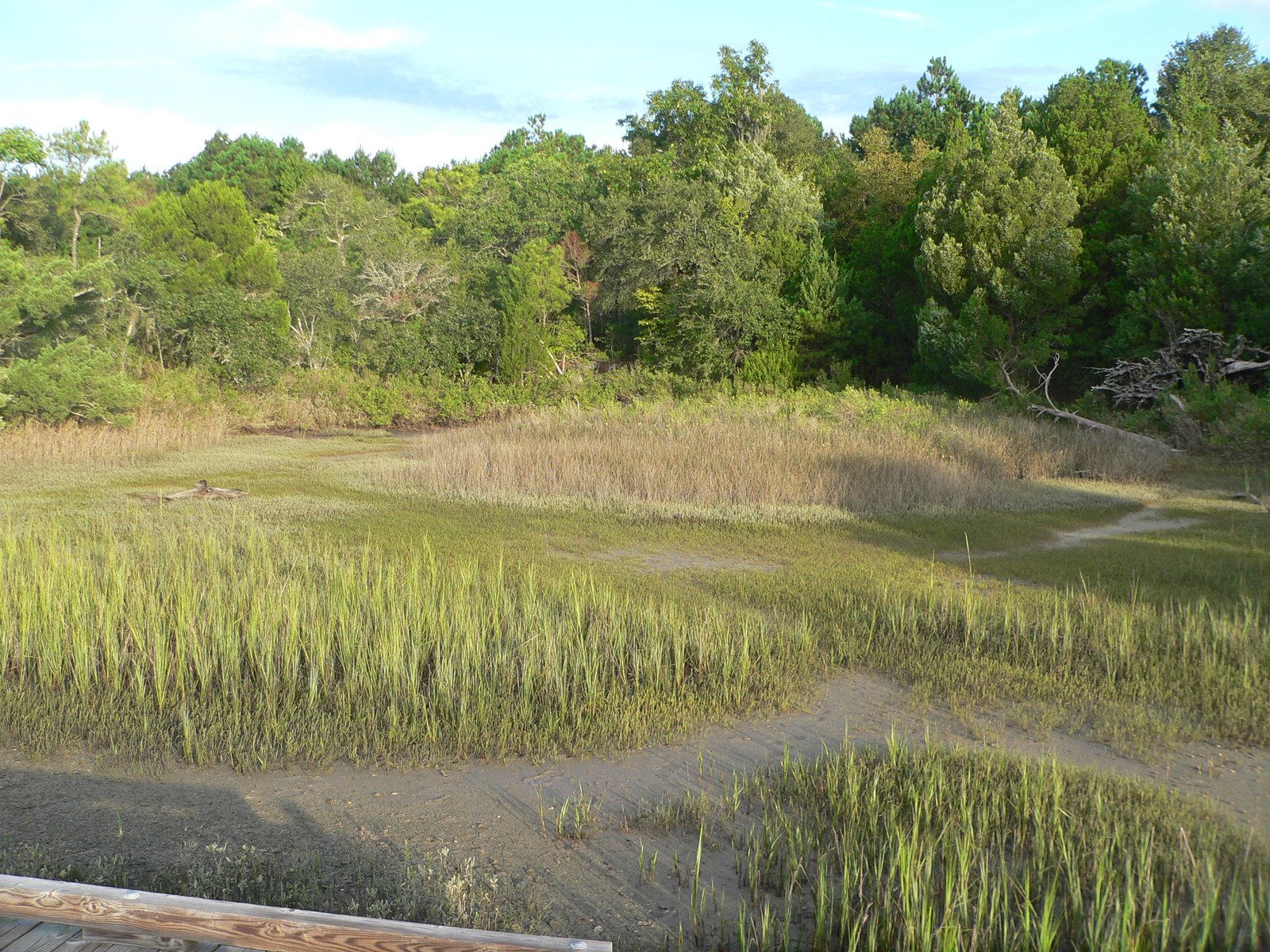 The Enigmatic Nature of Shell Rings (image credits: wikimedia)