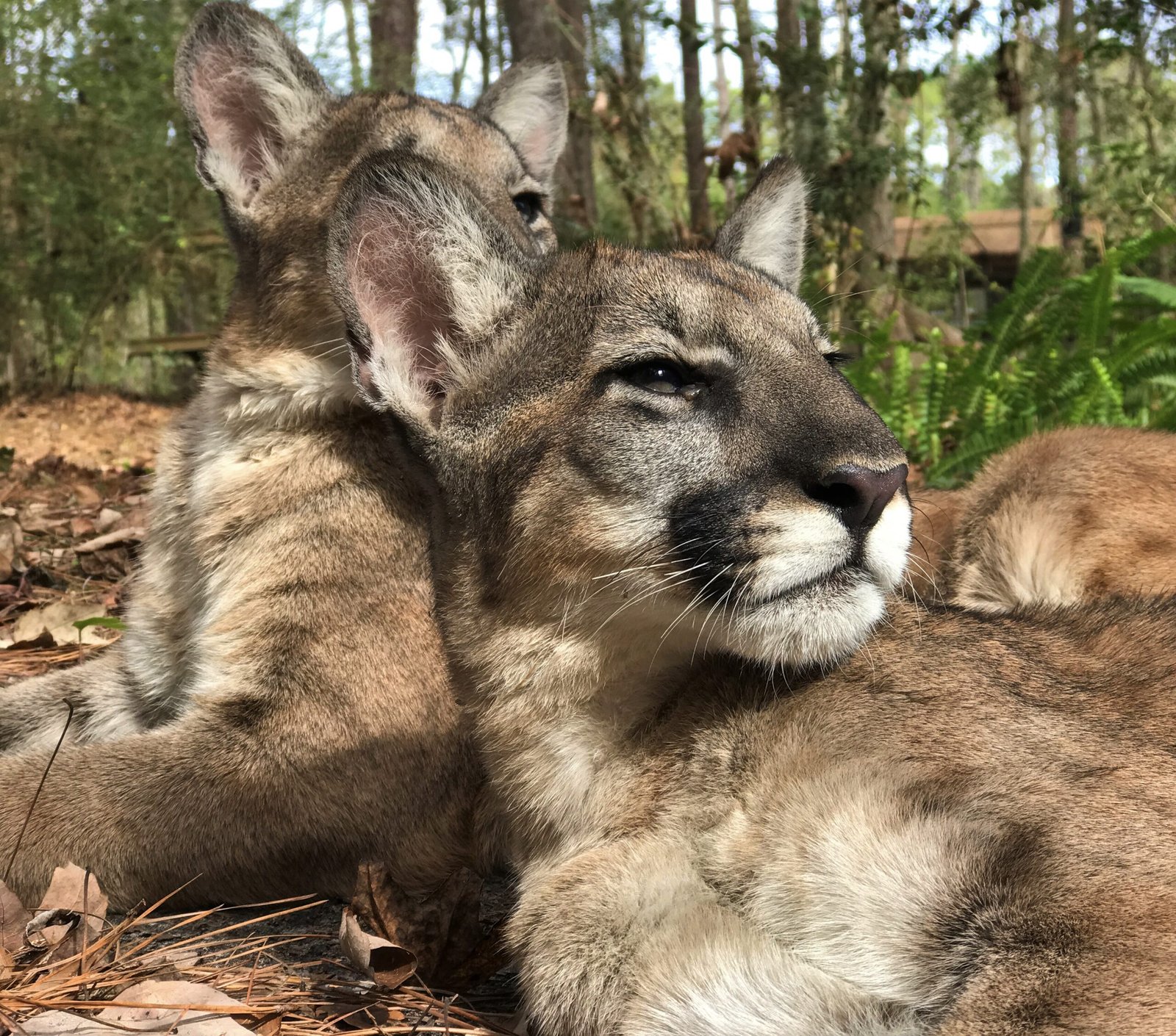 Conservation Efforts: A Ray of Hope (image credits: wikimedia)