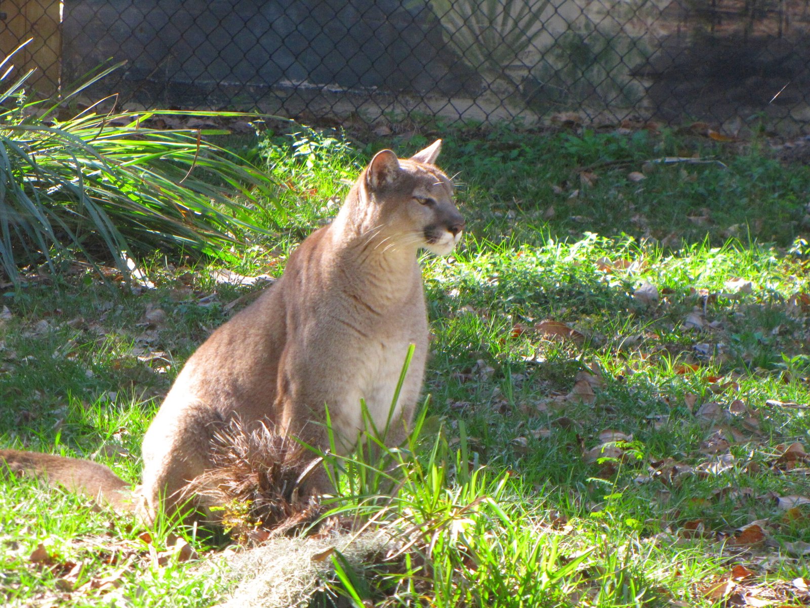 The Future of the Florida Panther (image credits: wikimedia)
