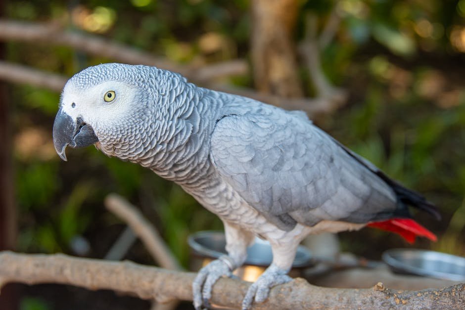 The Story of Alex, the Famous African Grey Parrot (image credits: pexels)