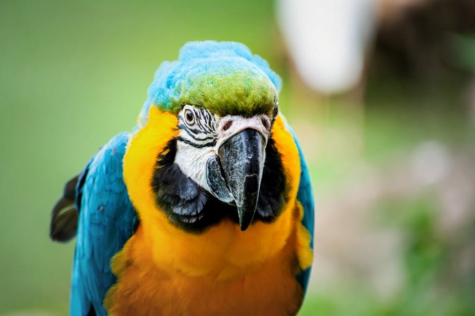 Comparing Parrot Speech to Human Toddlers (image credits: pexels)