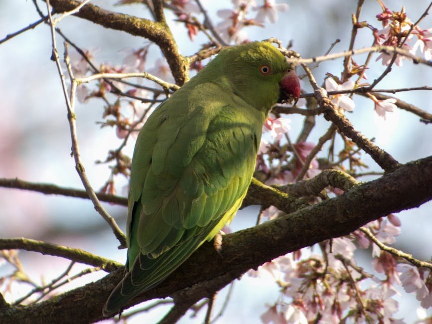 The Emotional Intelligence of Parrots (image credits: pexels)