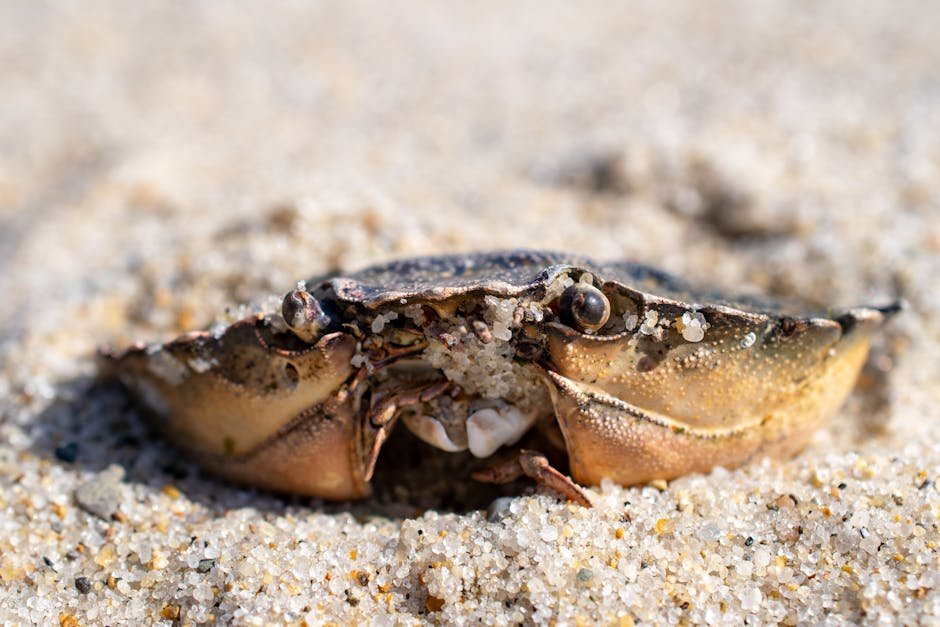 Crabs: Masters of Adaptation (image credits: pexels)