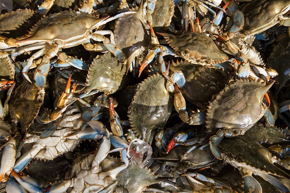 Challenges in Studying Carcinization (image credits: pexels)