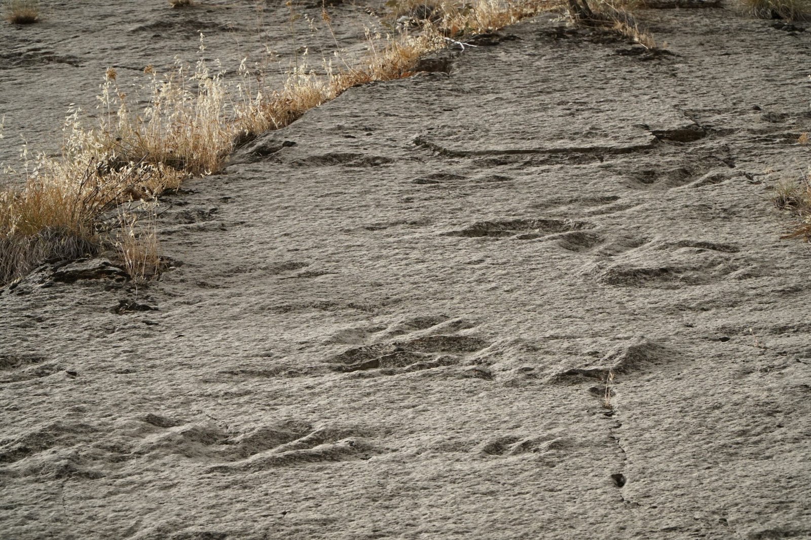 Detecting Dinosaur Dynamics (image credits: wikimedia)