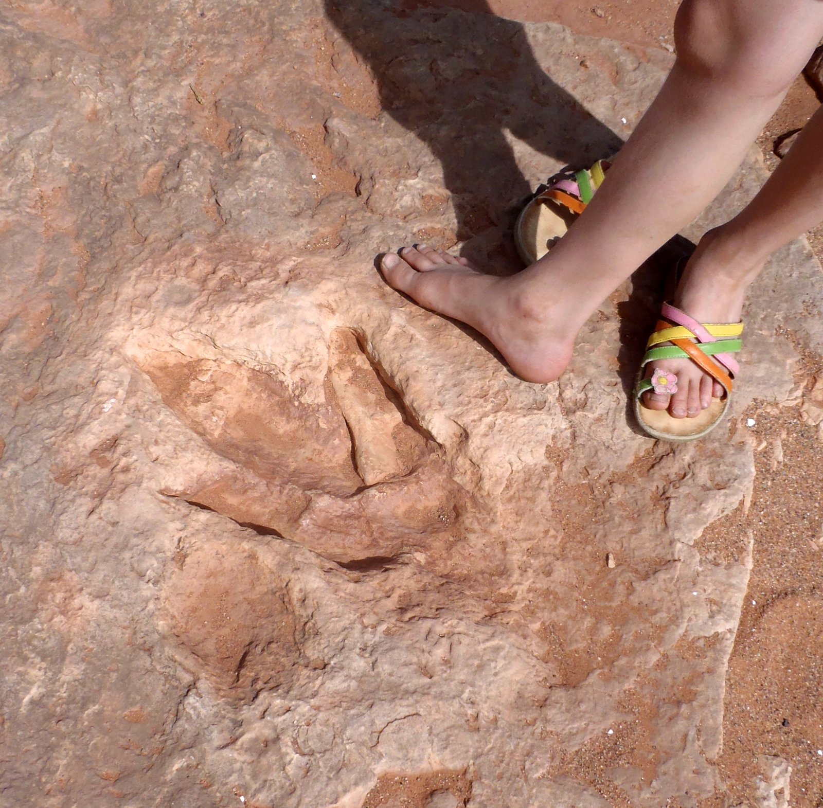 Footprints and Dinosaur Diversity (image credits: wikimedia)