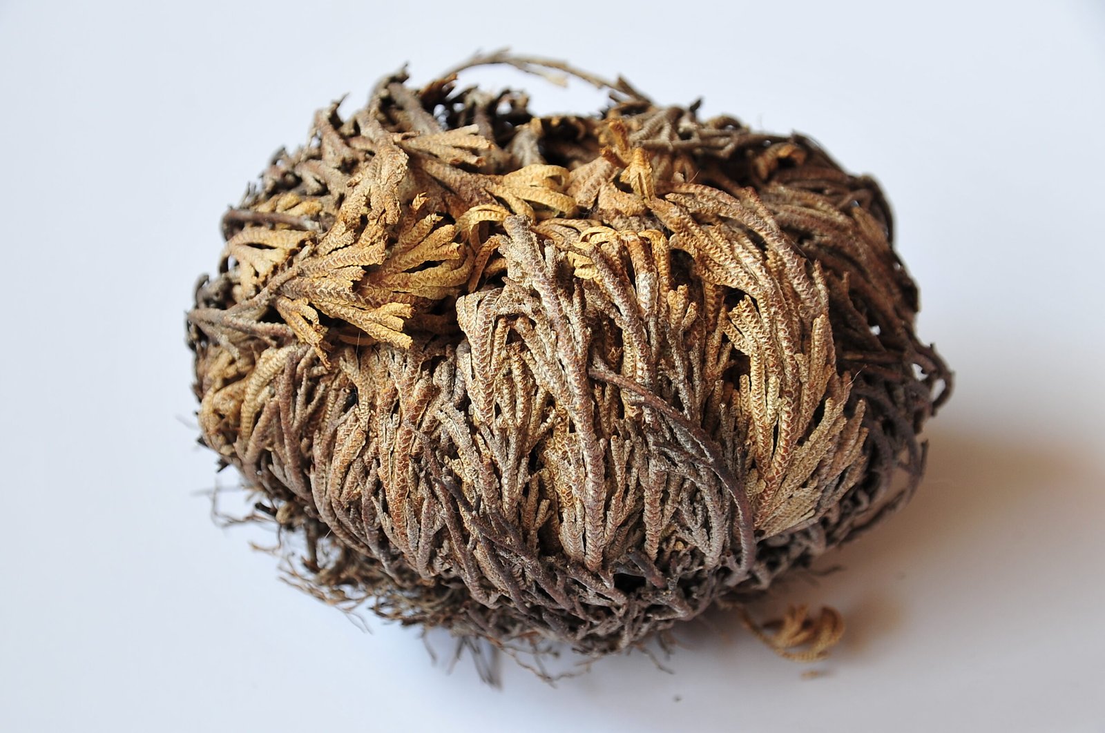 The Magic of Resurrection Plants (image credits: wikimedia)