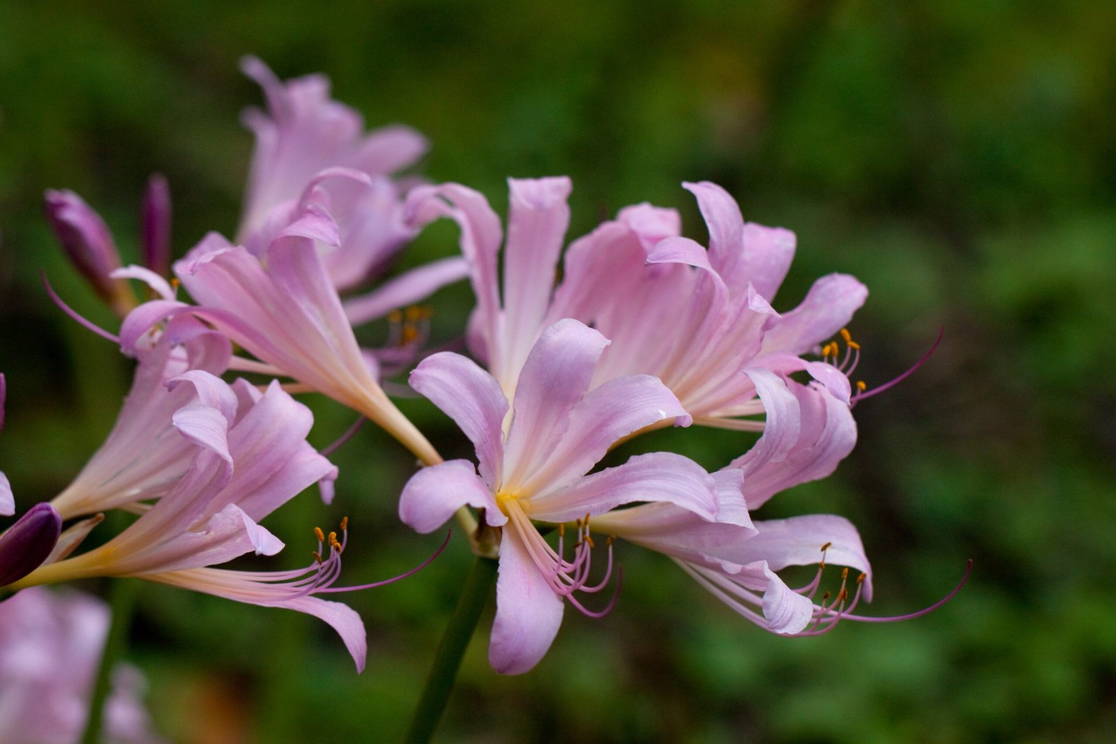 Where They Thrive (image credits: wikimedia)