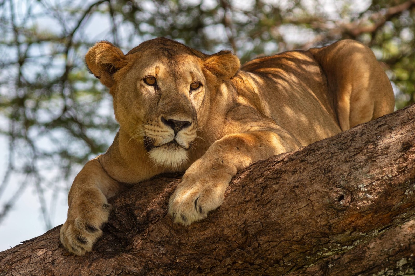 Community Engagement and Education (image credits: wikimedia)