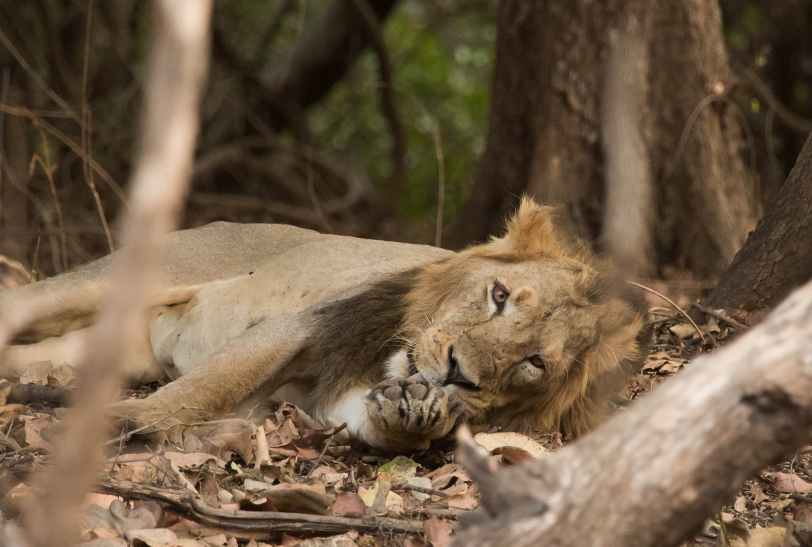 Looking to the Future (image credits: wikimedia)