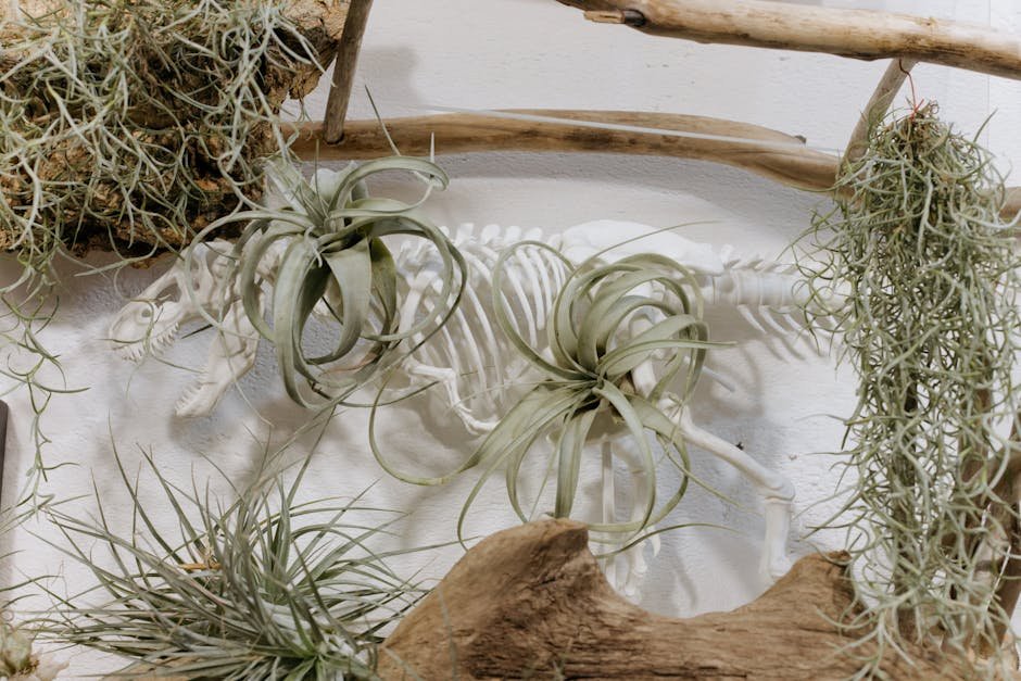 How Air Plants Capture Nutrients from the Air (image credits: pexels)