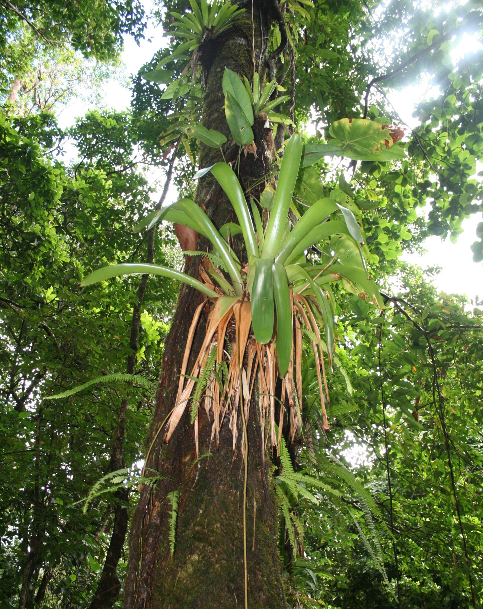 The Science Behind Air Plant Reproduction (image credits: wikimedia)