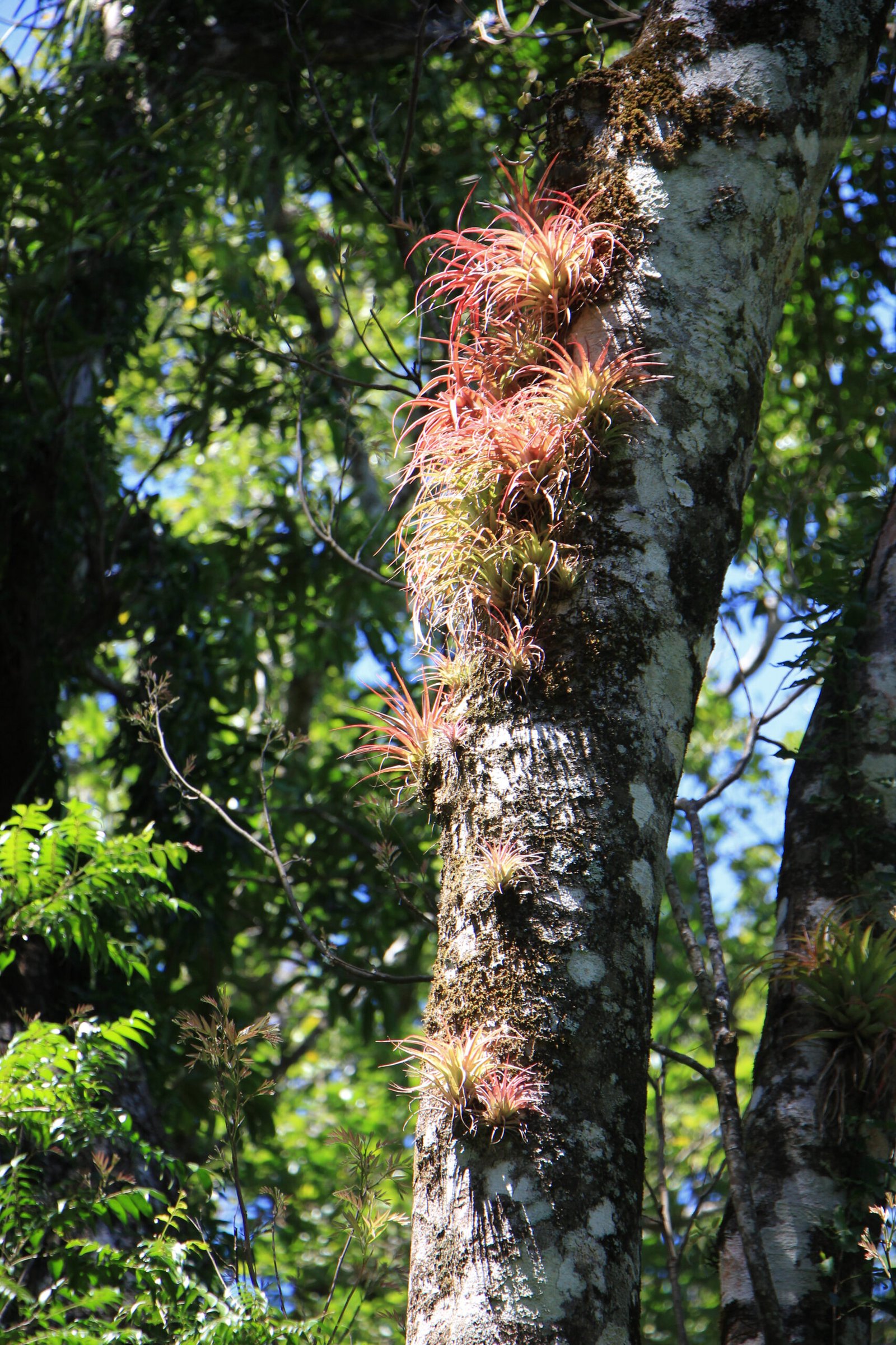 The Aesthetic Appeal of Air Plants (image credits: wikimedia)