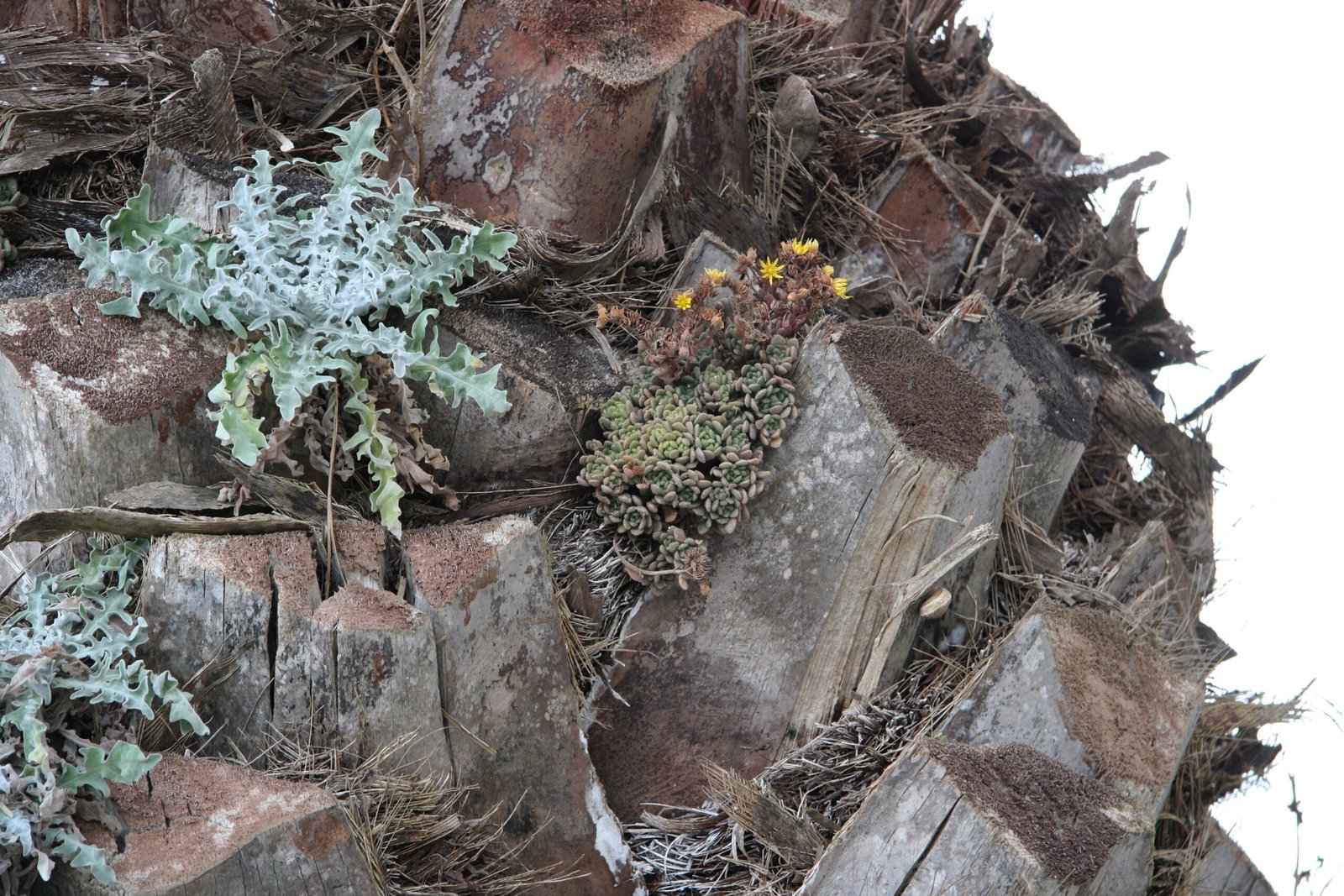 Caring for Air Plants at Home (image credits: wikimedia)