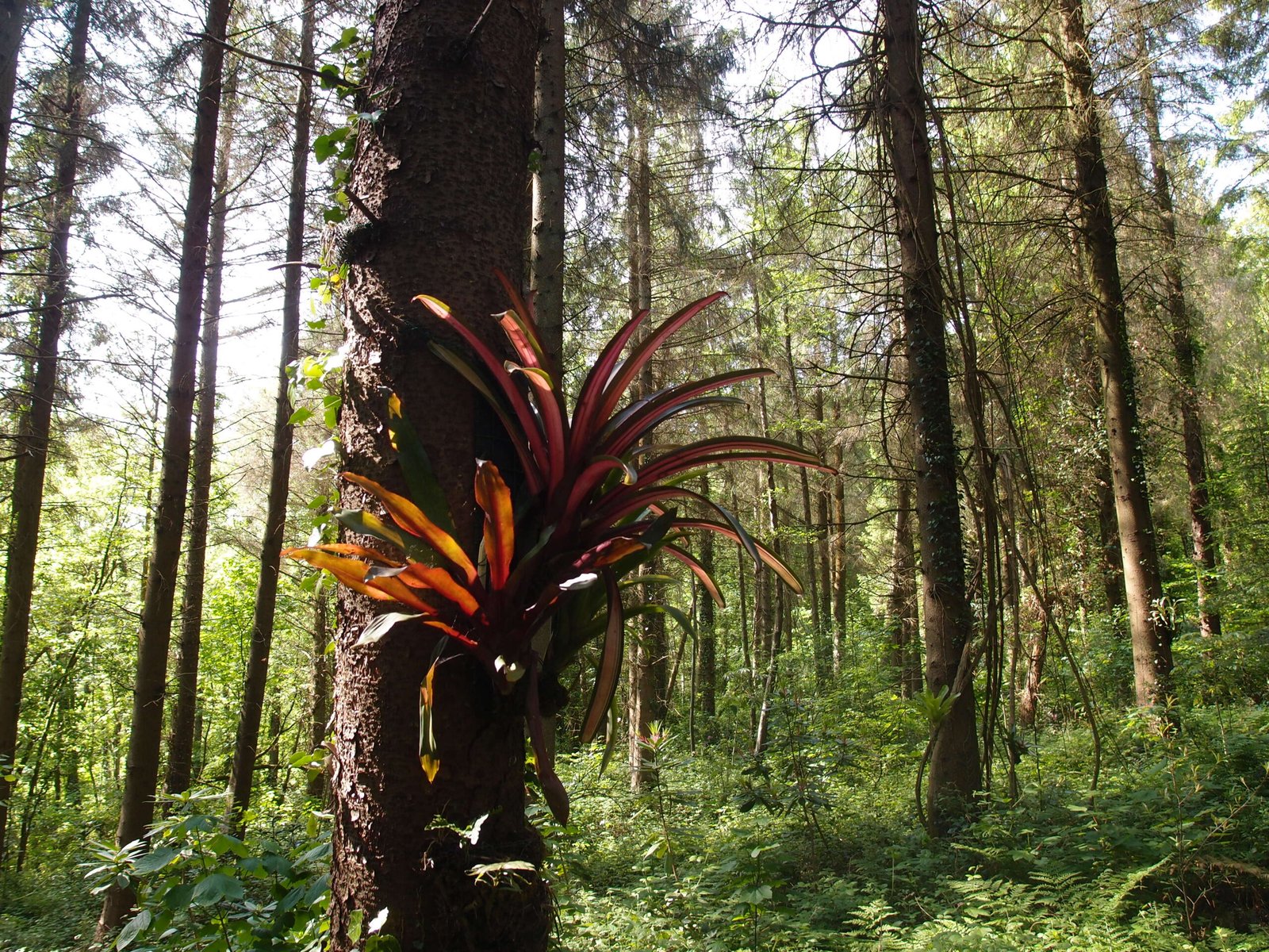Conclusion: The Enduring Fascination with Air Plants (image credits: wikimedia)