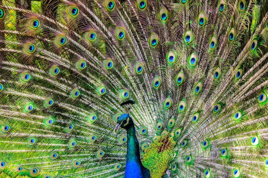 The Mystery of Eyespots in Nature (image credits: pexels)